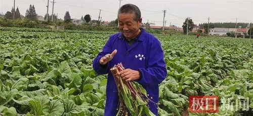 红星村吃瓜事件,一场引发热议的乡村奇闻
