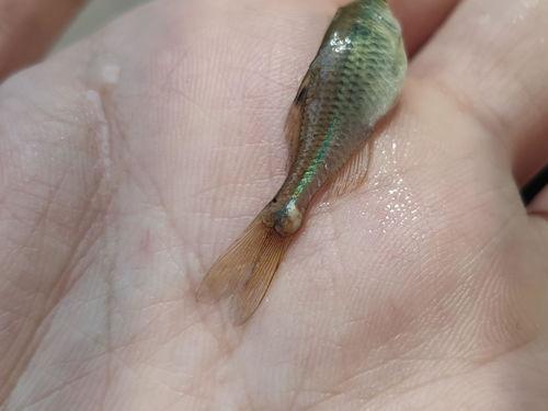 鱼吃不吃小瓜虫,揭秘鱼类对小瓜虫的偏好