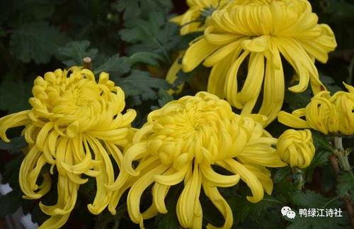 菊径一明星,探寻神秘菊径村的璀璨传奇