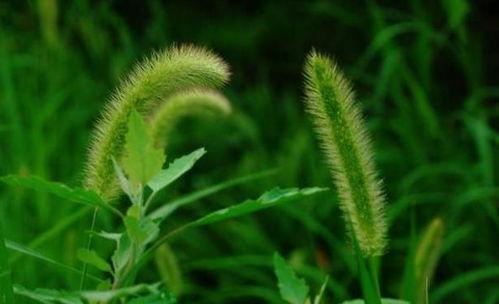全明星 狗尾草,全明星植物的魅力与价值