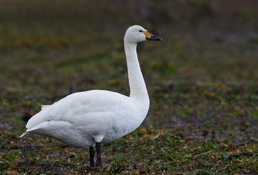 重庆小天鹅爆料案件最新