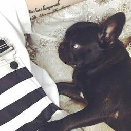 网红哼哼牛配件