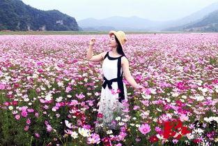 甘溪网红,揭秘乡村新势力背后的故事